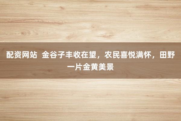 配资网站  金谷子丰收在望，农民喜悦满怀，田野一片金黄美景